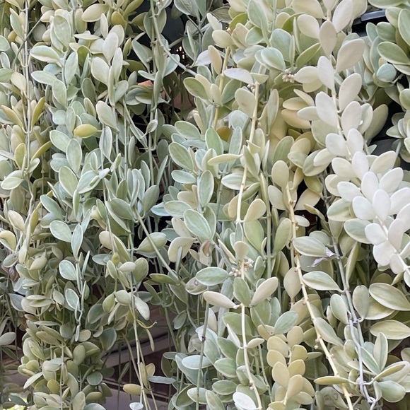 Meet your Posher, shoyulemonsugar - Picture 1 of 2